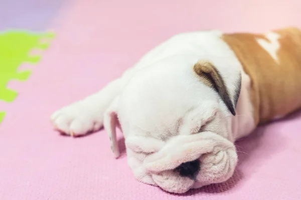 Engelsk Bulldogg Liggande Färgbakgrund Närbild Photo White Valpen Sover — Stockfoto