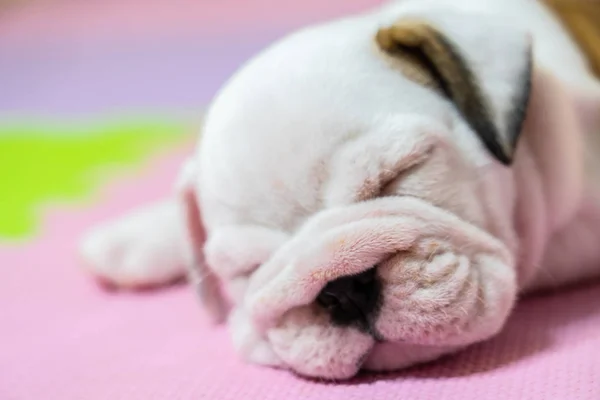 English Bulldog Lying Color Background Close Photo White Puppy Sleeping — Stock Photo, Image