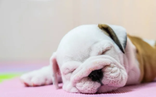Engelsk Bulldogg Liggande Färgbakgrund Närbild Photo White Valpen Sover — Stockfoto
