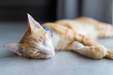 Sarı kedi uyku ve dinlenme zamanı.