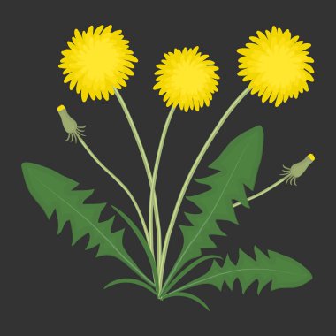 Sarı dandelions siyah bir zemin üzerine yeşil yaprakları ile. Vektör çizim