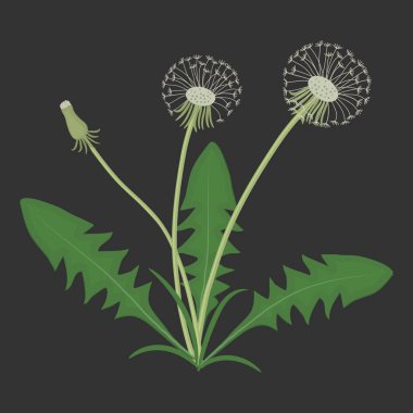 Dandelions yaprakları siyah bir arka plan ile. Bahar ve yaz çiçekler. Vektör çizim