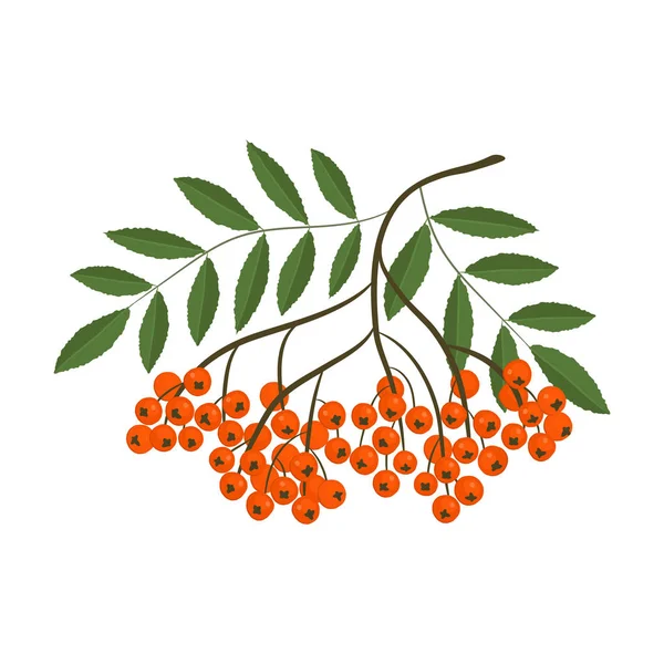 Rama Rowan Bayas Naranja Con Hojas Verdes Ilustración Vectorial Sobre — Vector de stock