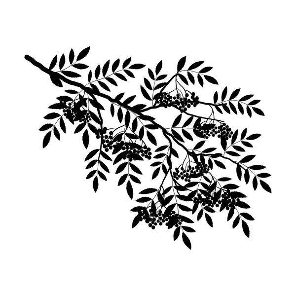 Silhouette Une Branche Rowan Sur Fond Blanc Une Branche Rowan — Image vectorielle