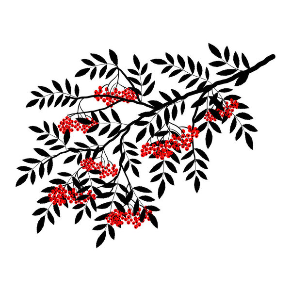 Silhouette of a rowan branch on a white background. A branch of rowan tree with leaves and red berries. It can be used as a design element in projects and compositions. Vector illustration