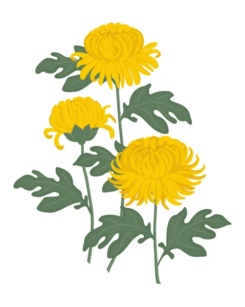 Crisantemos Amarillos Con Hojas Verdes Sobre Fondo Blanco Flores Otoño — Vector de stock