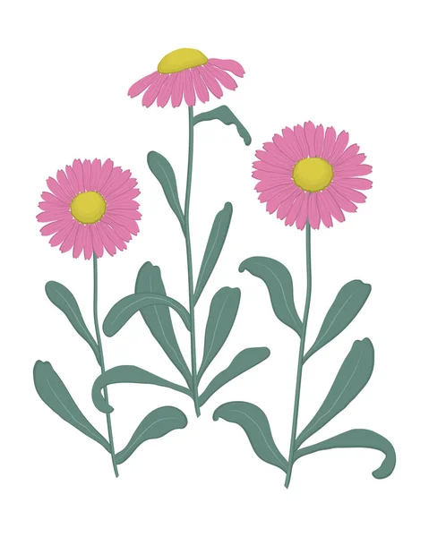 Рожеві Айстри Зеленим Листям Білому Тлі Осінні Квіти Векторні Ілюстрації — стоковий вектор