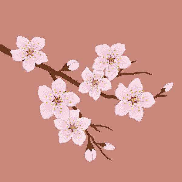 Blossoming branch of a cherry. A tree branch with white flowers and buds on a pink background. Vector illustration