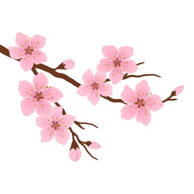 Bir kiraz çiçek açması dalı. Bir ağaç dalı pembe çiçekler ve beyaz zemin üzerine tomurcukları ile. Sakura çiçekler. Vektör çizim