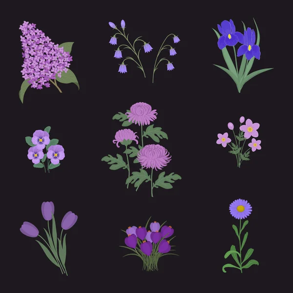 Kokoelma Violetti Kukkia Mustalla Taustalla Kuvassa Tulppaaneja Syreenejä Asteria Orvokkeja — vektorikuva