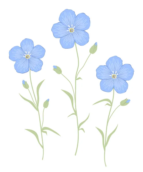 Flores Lino Aisladas Sobre Fondo Blanco Tres Flores Azules Con — Vector de stock