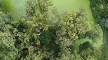 Ormanın ortasında Doğal Su Göleti Yüzeyinde Yosun Toprakları Etrafı Yeşilliklerle çevrili