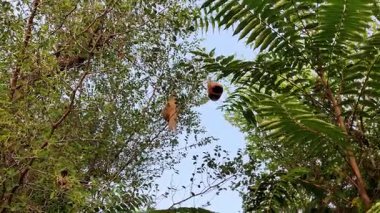 Narin bir kuş yuvası yeşil yapraklarla çevrili ağaç dalında oturur. Sığınak, doğum ve yenilenmeyi sembolize eder.