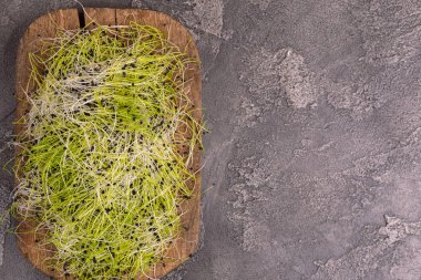 Taze microgreen pırasa gri beton zemin üzerine eski kesme tahtası üzerinde. Sebze Salatalar, Çorbalar, tabak ve sandviç süsleme için yeşil. Kopya alanı