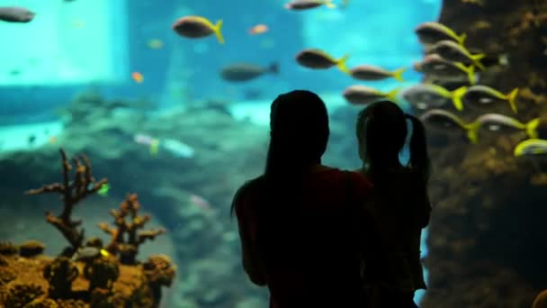 "Силуэт семьи". Дочь с матерью взволнована, увидев дельфина, плавающего под водой в аквариуме . — стоковое видео
