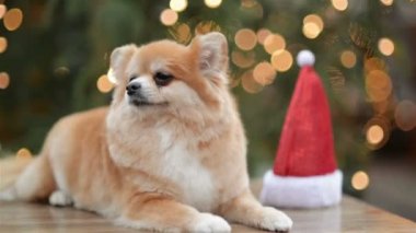 Cüce Spitz portresi. Sevimli köpek içinde belgili tanımlık Noel çarşı yalan söylüyor. Noel Baba şapkası ile komik köpek.