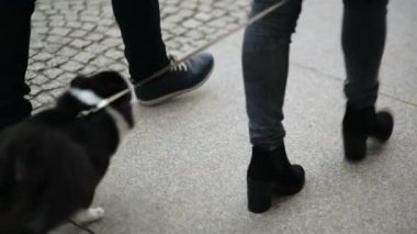 Bacaklar mutlu çiftin yakın çekim. Onların sevimli köpekleri ile birlikte yürüyorlar. HD, el ele tutuşarak Street,.