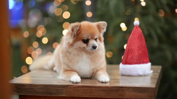 Portret van schattige hond In Kerstman hoed. Prettige kerstdagen en gelukkig Nieuwjaar Concept. — Stockvideo