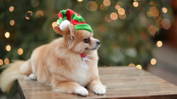 Portrét trpasličí špic. Roztomilý pejsek leží ve vánočním trhu. Funny pes s Santa Hat. — Stock video