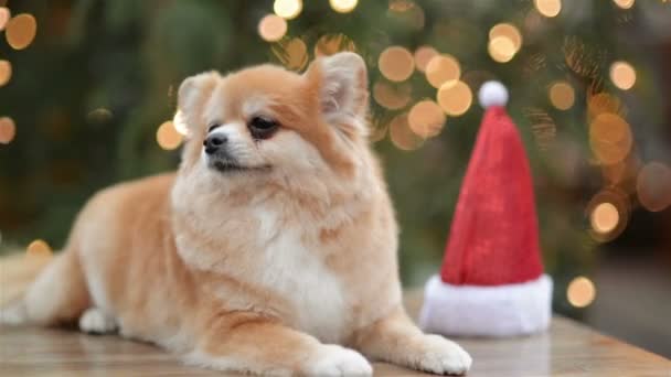 Cüce Spitz portresi. Sevimli köpek içinde belgili tanımlık Noel çarşı yalan söylüyor. Noel Baba şapkası ile komik köpek. — Stok video