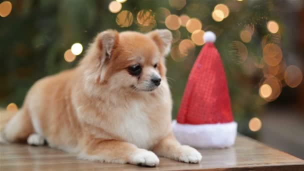 Portret karzeł Spitz. Pies leży w Jarmark bożonarodzeniowy. Zabawny pies z Santa Hat. — Wideo stockowe