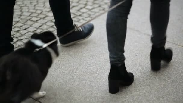 Bacaklar Mutlu Çiftin Yakın Çekim Onların Sevimli Köpekleri Ile Birlikte — Stok video