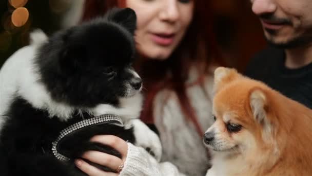 Pareja joven con apariencia caucásica divirtiéndose con la pareja de perros. Luces y árbol de Navidad está en segundo plano . — Vídeos de Stock