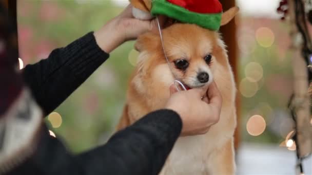 La ragazza indossa un cappello da Babbo Natale su un cane carino. Buon Natale, Concetto. Di buon umore. Mercato di Natale . — Video Stock