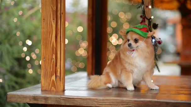 Πορτρέτο χαριτωμένος σκύλος στο Santa καπέλο. Καλά Χριστούγεννα και Ευτυχισμένο το νέο έτος έννοια. — Αρχείο Βίντεο