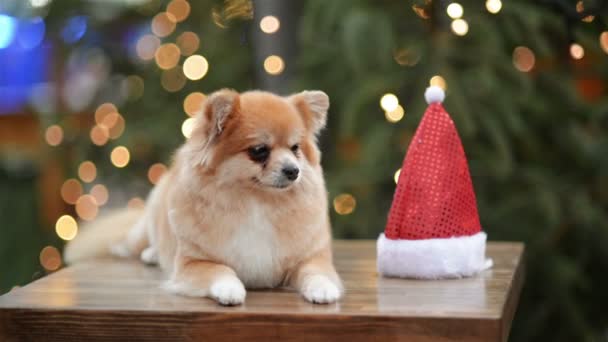 サンタの帽子でかわいい犬の肖像画。メリー クリスマスと新年あけましておめでとうございますコンセプト. — ストック動画