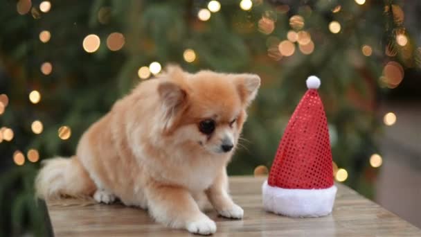Törpe Spitz portréja. Aranyos kutya hazudik a karácsonyi piacon. Vicces kutya Santa kalap. — Stock videók