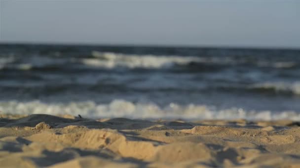 Pareja con perro paseando por la playa. El mar está en segundo plano . — Vídeos de Stock