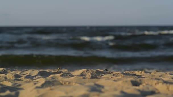 Coppia con cane che cammina lungo la spiaggia. Il mare è sullo sfondo . — Video Stock