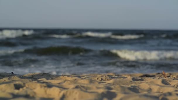 Echtpaar met hond wandelen langs het strand. Zee Is op achtergrond. — Stockvideo