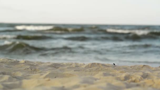 Pareja con perro paseando por la playa. El mar está en segundo plano . — Vídeos de Stock
