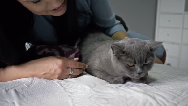 Belle femme se trouve à côté de son chat gris et le caresse. — Video