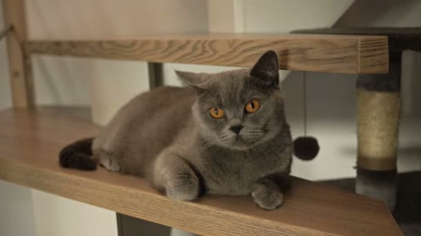 Británico taquigrafía gato en el paso de una escalera de madera. — Vídeos de Stock