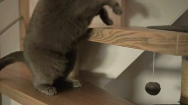 İngiliz kısa boylu kedisi tahta merdivenlerden yukarı çıkıyor..