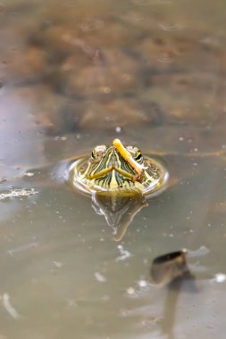 Kaplumbağa gölette yüzüyor.