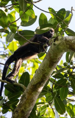 Ağaç dalındaki maymun.
