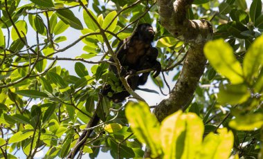 Ağaç dalındaki maymun.