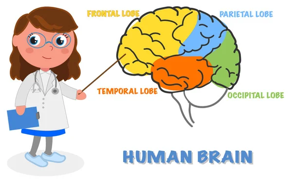 Cartoon Medico Femminile Mostra Aree Del Cervello Umano Illustrazione Vettoriale — Vettoriale Stock