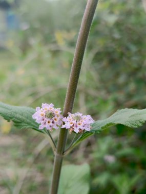 Yumuşak odaklı bir resimde yeşil yapraklı bir bitki gövdesinde açan küçük, narin mor bir çiçek kümesi görülüyor. Bahçenin doğal güzelliği bu nazik botanik portrede yer alıyor..