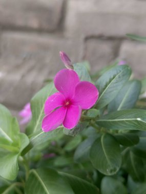 Arka planda yumuşak yeşil yaprakları olan parlak pembe bir çiçeğin yakın çekimi. Bu görüntü, tek bir çiçeğin narin güzelliğini ve canlı rengini yakalar..