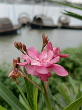 Çiçek açmış narin pembe bir çiçeğin yakın plan, bulanık bir arka plan üzerine kurulmuş, demirli tekneler ve yemyeşil yemyeşil.