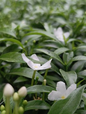 Geniş yeşil yapraklar ve tomurcuklanan çiçeklerle çevrili narin beyaz çiçeklerin görüntüsü doğal güzelliğin özünü yakalıyor..