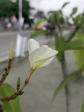 Açılmaya hazır el değmemiş beyaz bir çiçek tomurcuğunun yakın plan görüntüsü. Yumuşak, doğal ışık narin yapraklarını aydınlatır. Bu huzurlu botanik anik anda ortaya çıkmak üzere olan güzelliği ima eder..