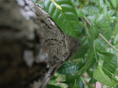 A small bird with brown and grey plumage is partially hidden behind textured tree bark and vibrant green foliage.