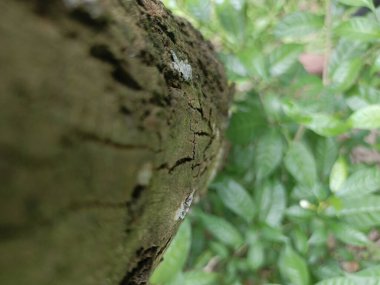 A textured tree trunk dominates the left foreground, with a soft focus of green leaves and hints of pink flowers in the background.