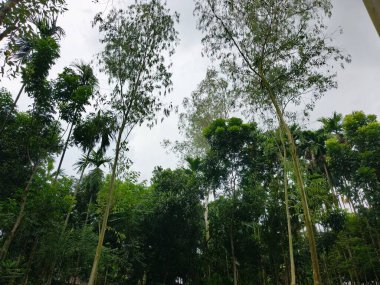 A view looking up at a dense canopy of tall trees with lush green foliage against a bright, overcast sky.